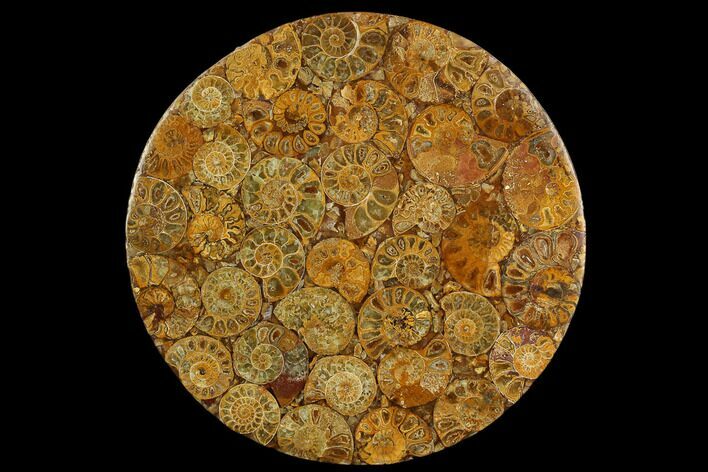 Composite Plate Of Agatized Ammonite Fossils #130585